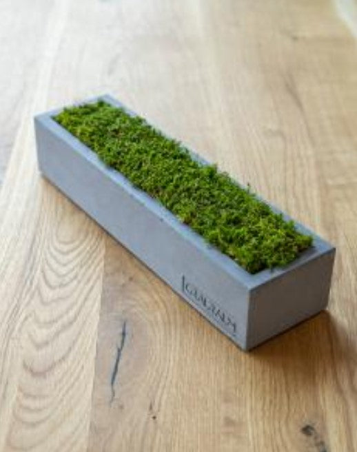 Moosbox Marta aus Beton mit echtem Naturmoos, handgefertigt in Leipzig – Beton-Harmonie